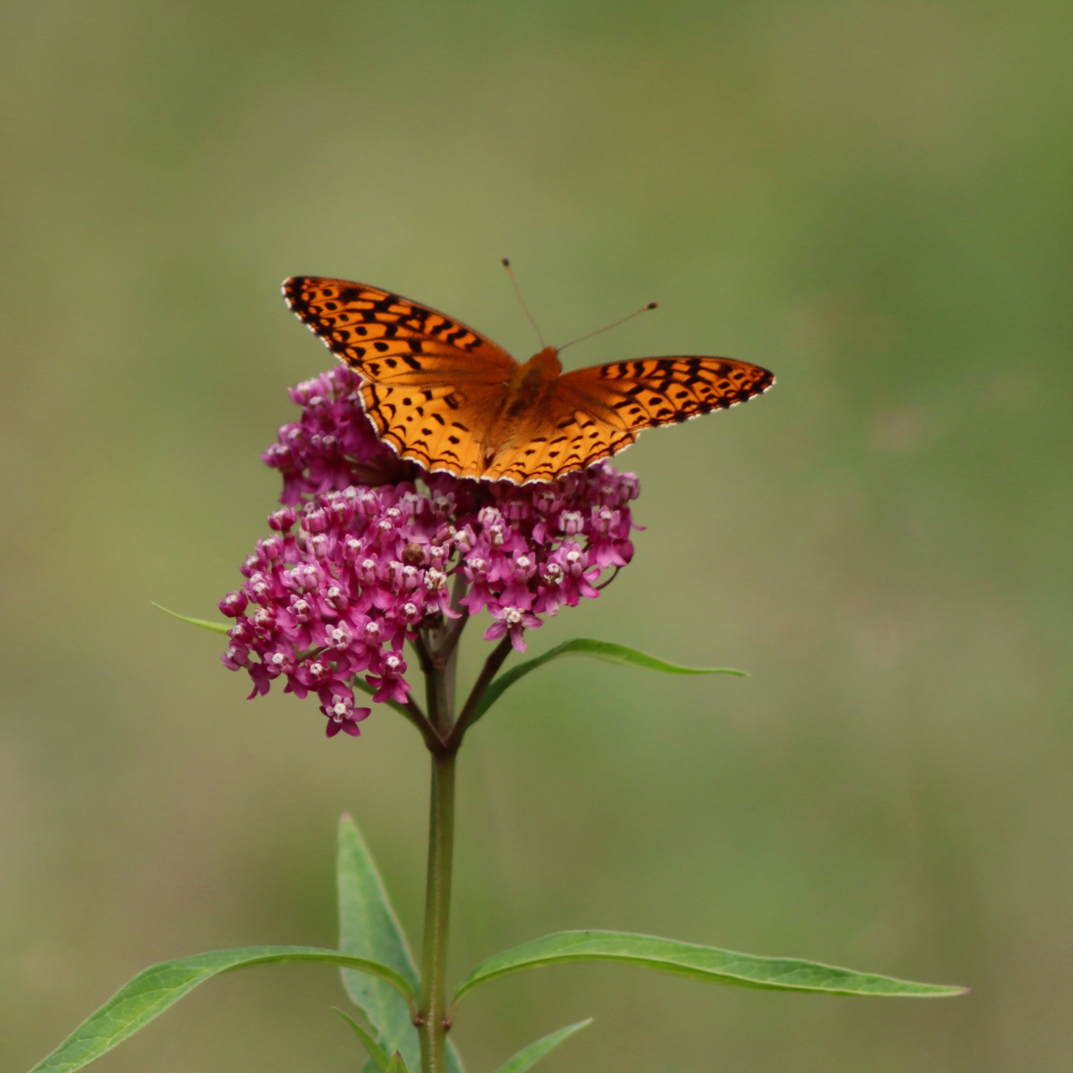 fritillary
