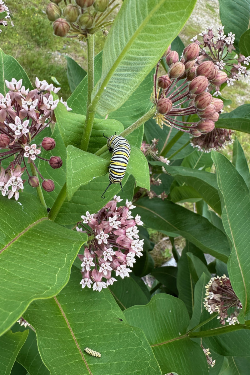 monarch caterpillar in milkweed