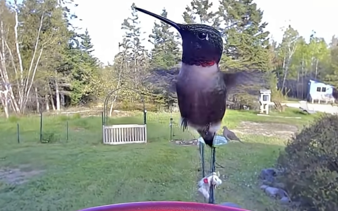 Highlights from the Hummingbird Feeder Cam