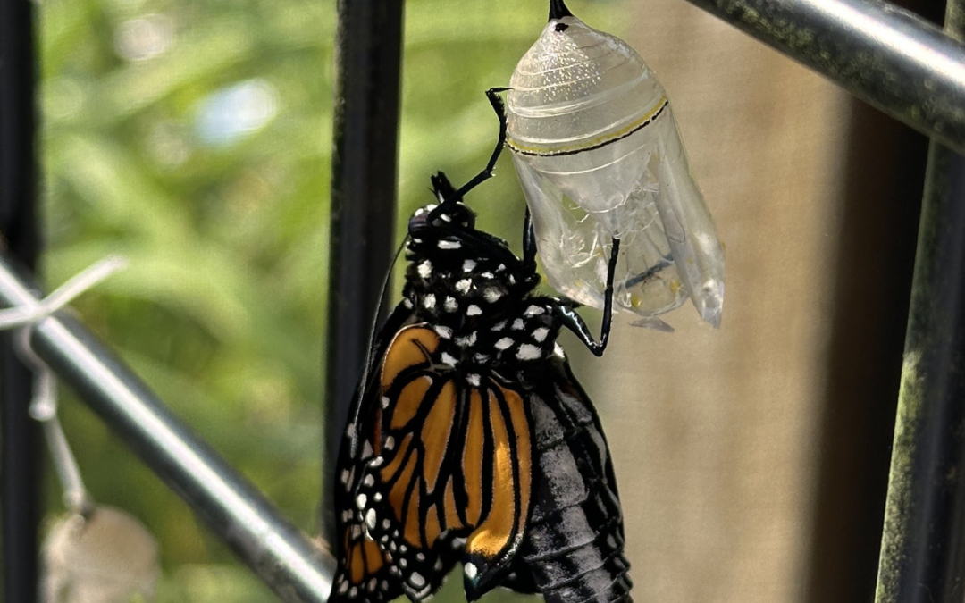 Monarch Magic