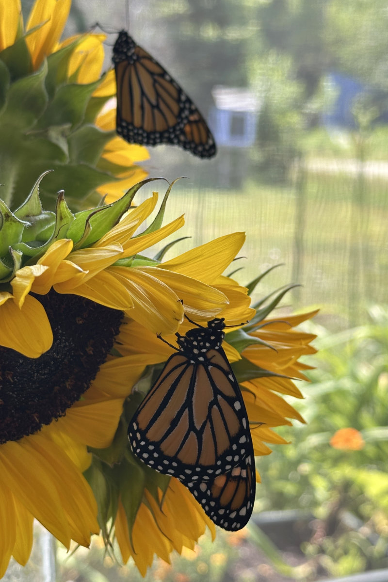 monarchs resting on sunflowers