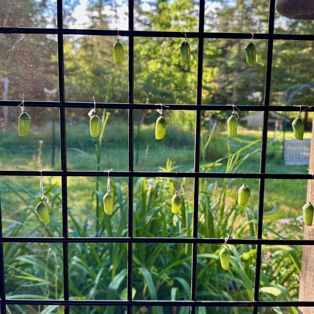 chrysalis moved to porch