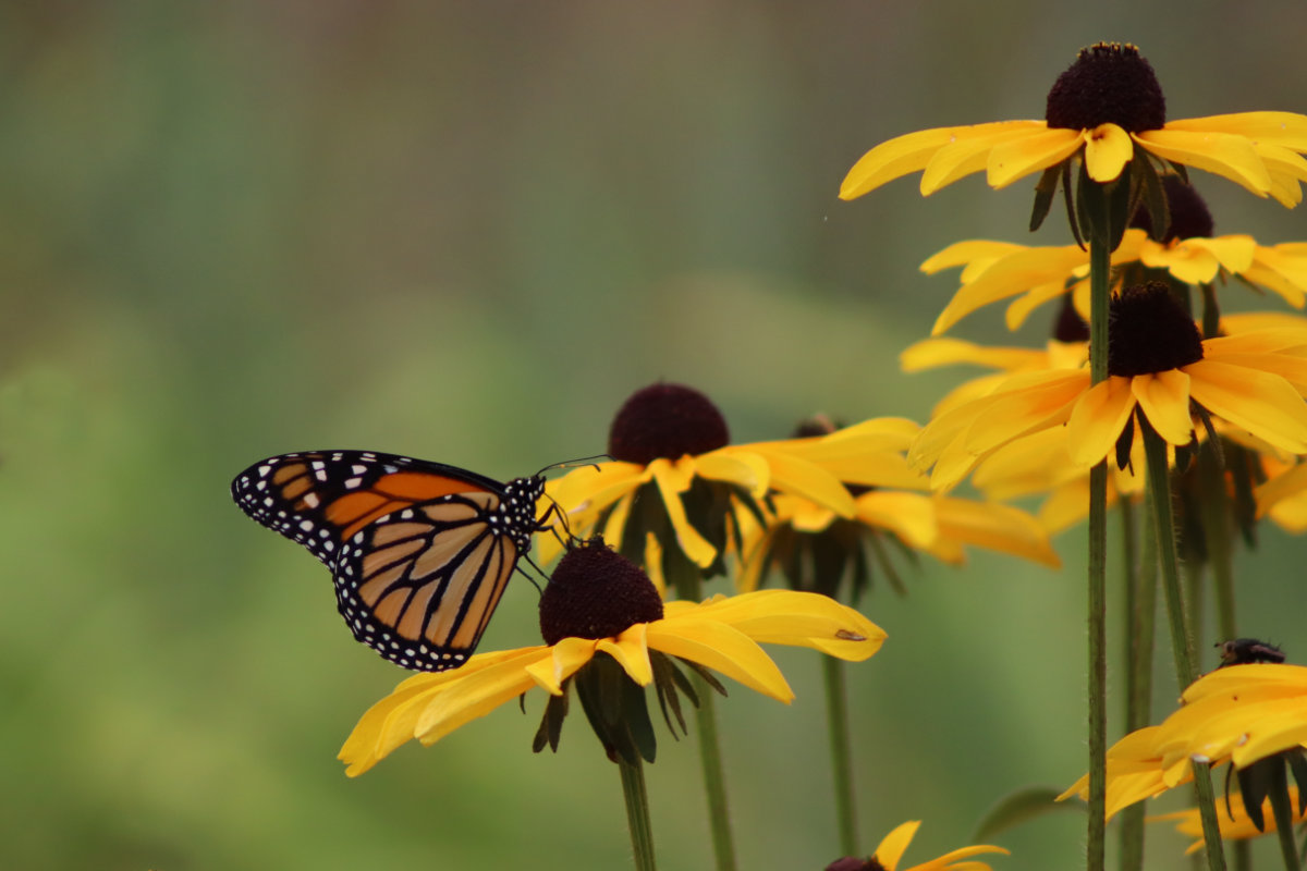 released monarch butterfly on rudbeckia