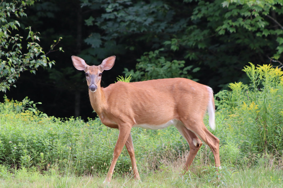 deer deer