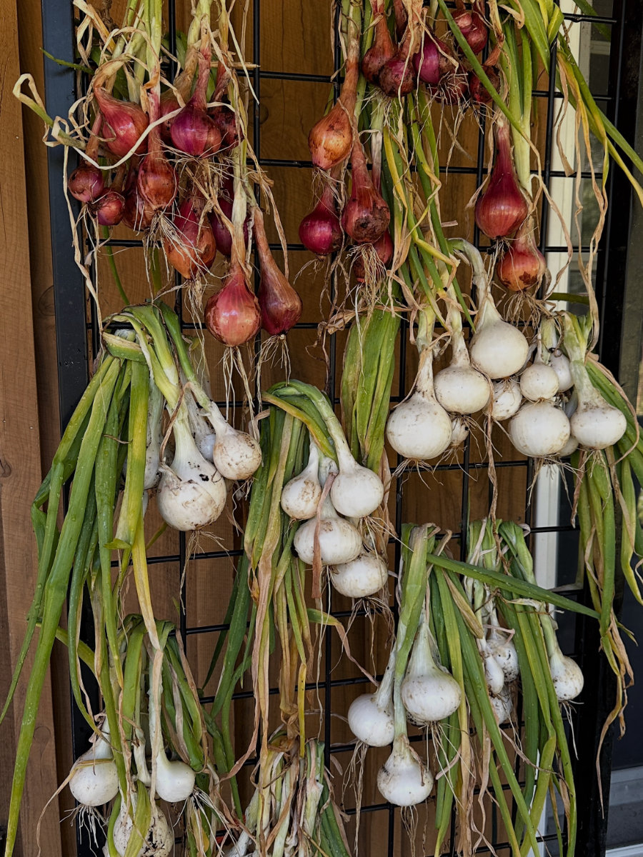 garden harvest onion and shallot harvest
