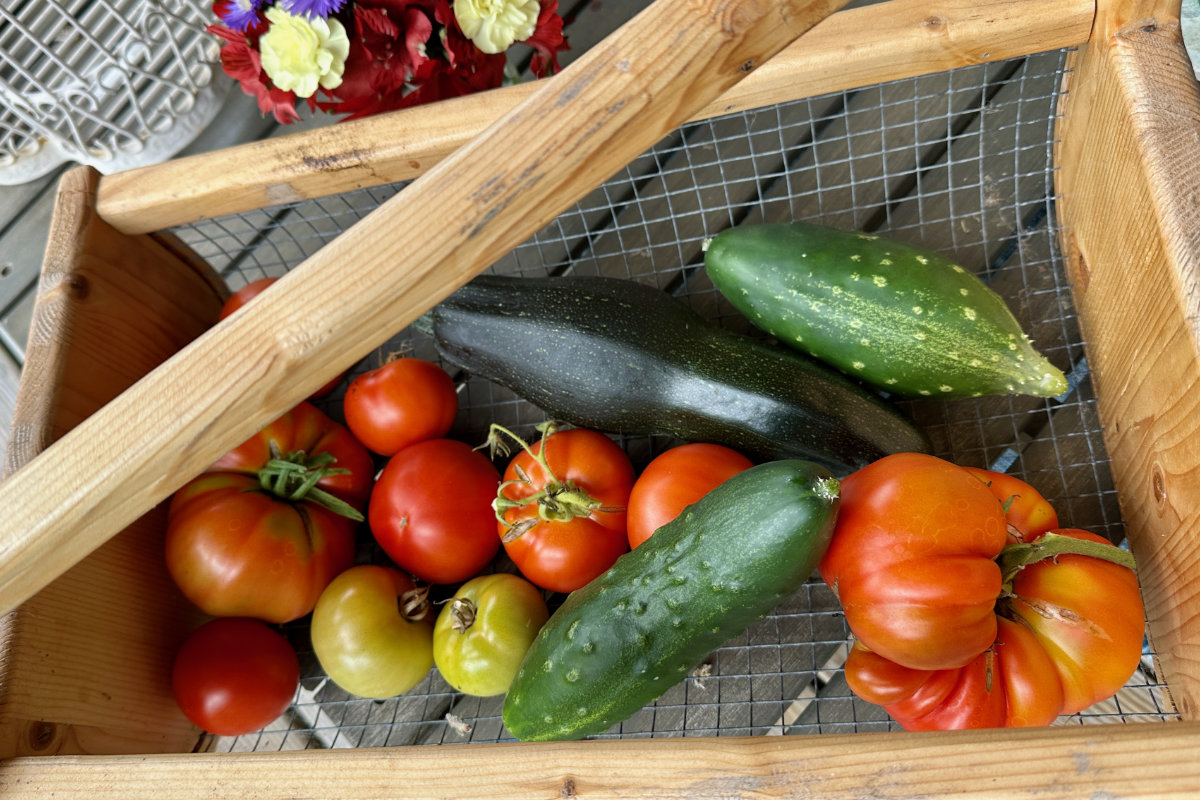 harvest veggie harvest