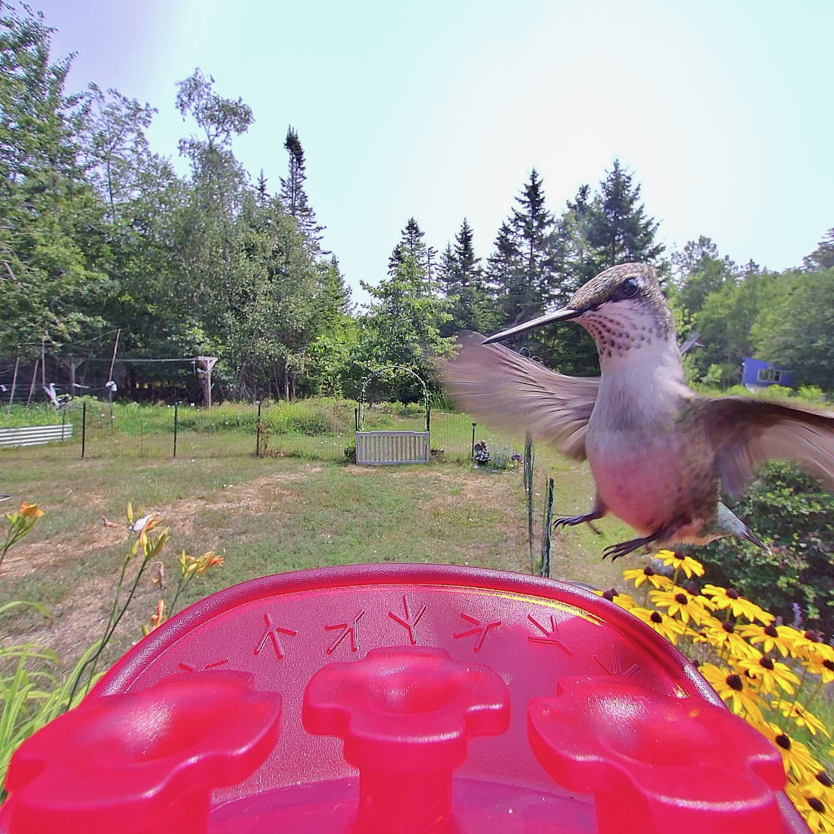 hummer ruby throated hummingbird