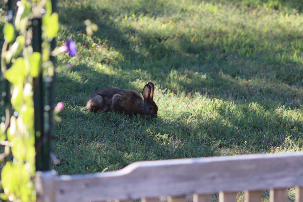 judy judy rabbit