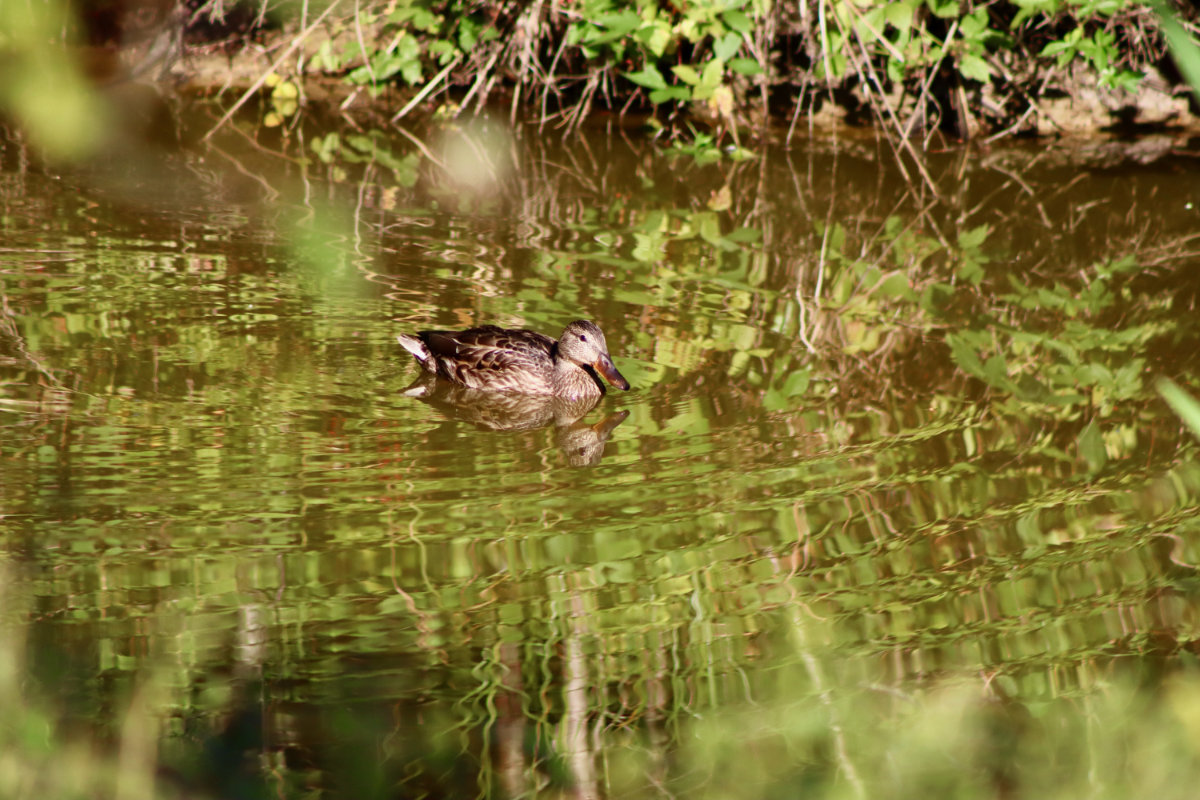 mallard female mallard