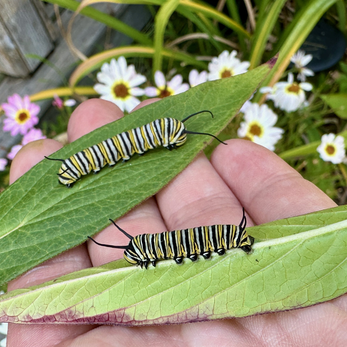 monarch caterpillars monarch caterpillars