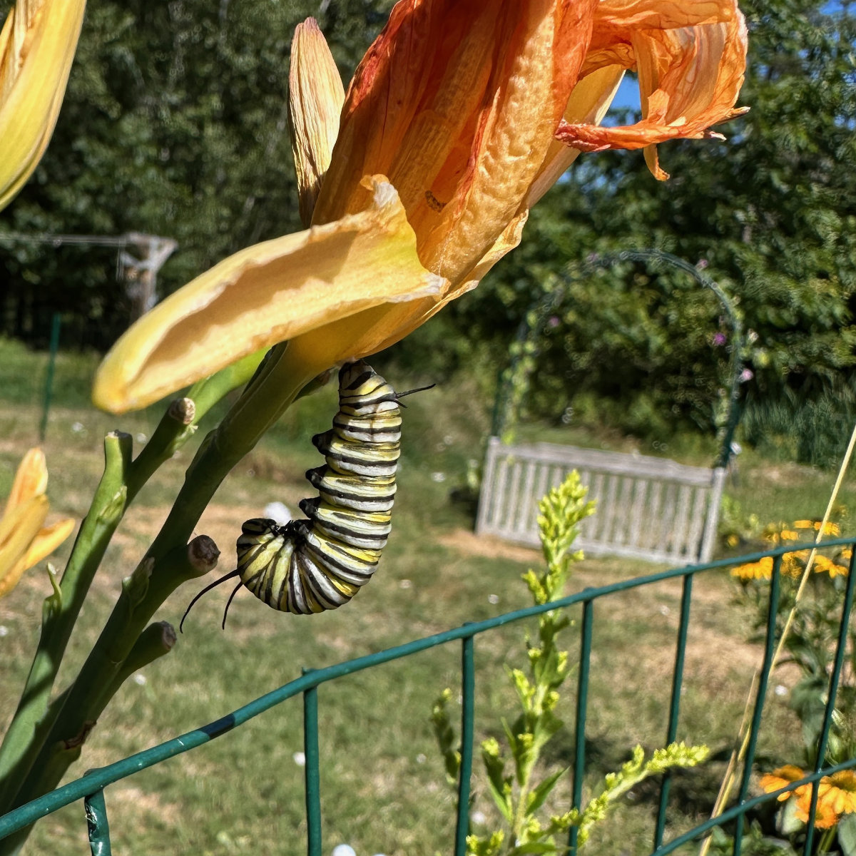 monarch on daylily monarch caterpillar in J