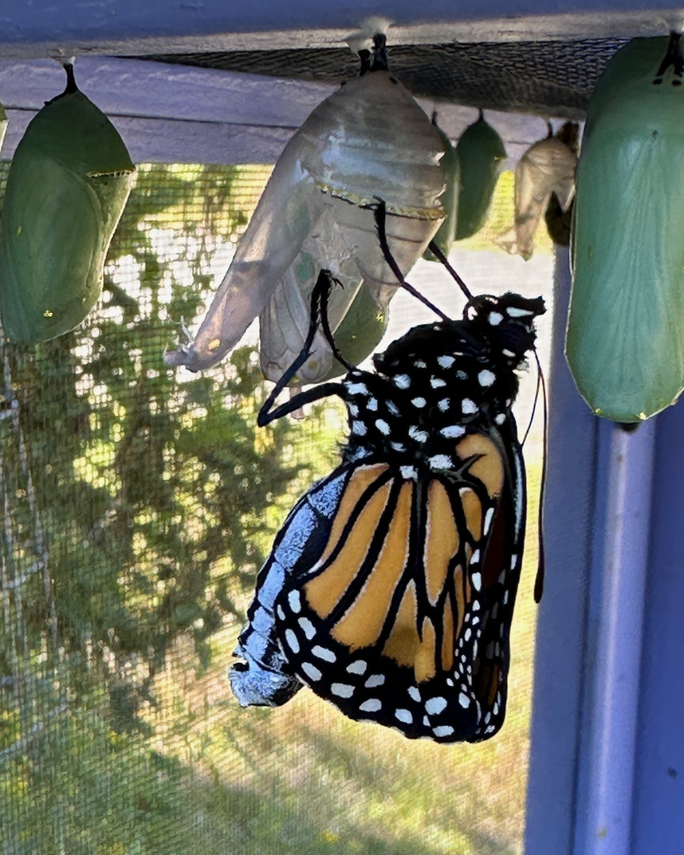 monarch new monarch