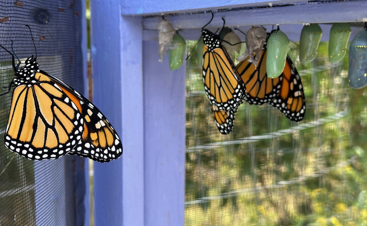 monarchs new monarchs