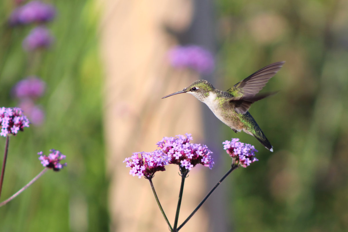ruby throated hummingbird in verbena
