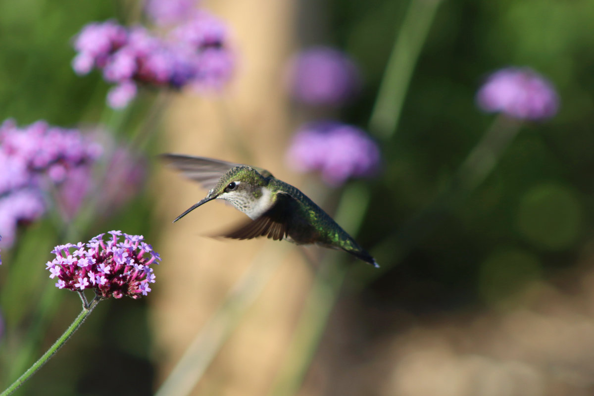 ruby throated hummingbird in verbena