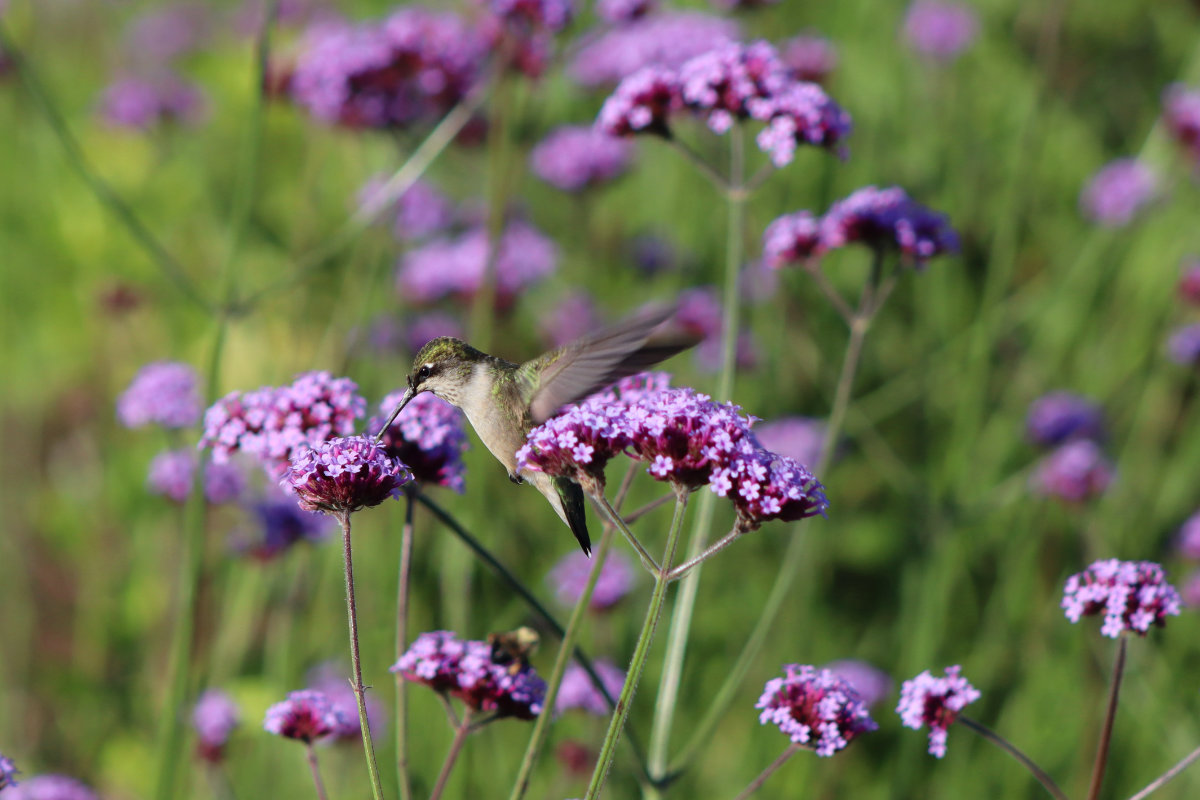 ruby throated hummingbird in verbena