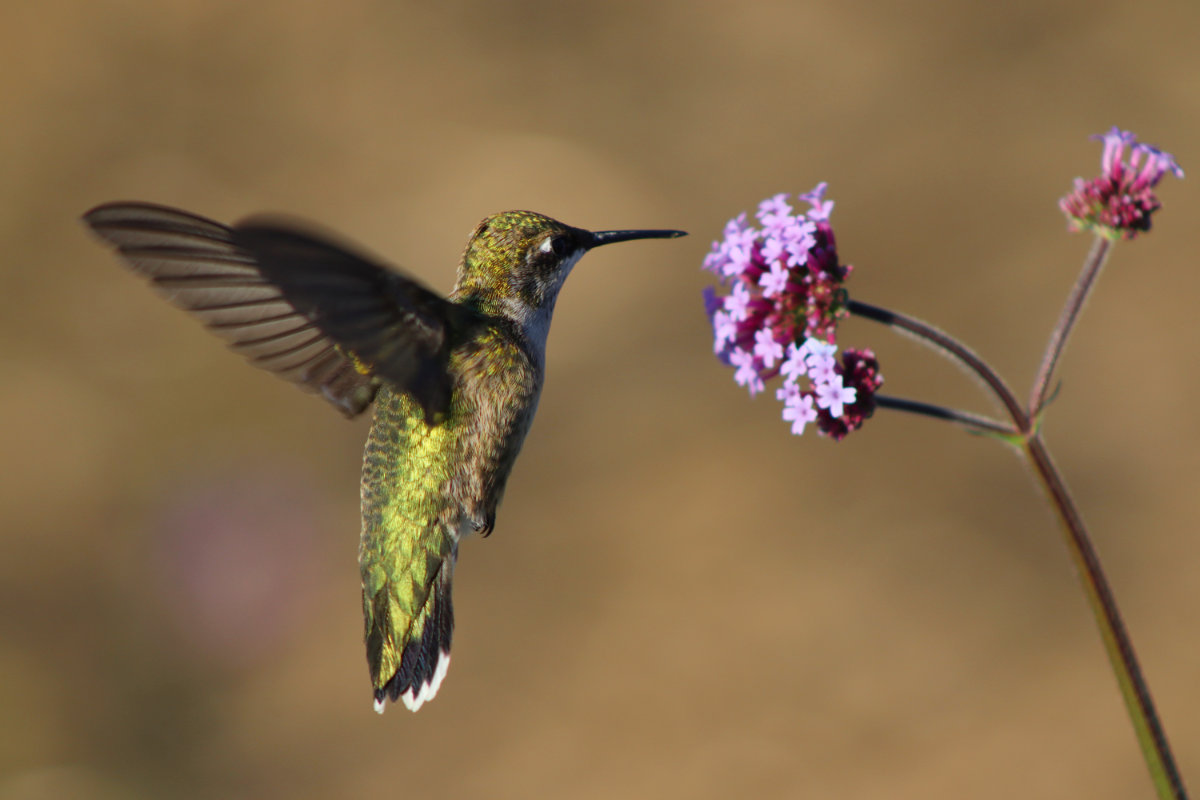 ruby throated hummingbird in verbena