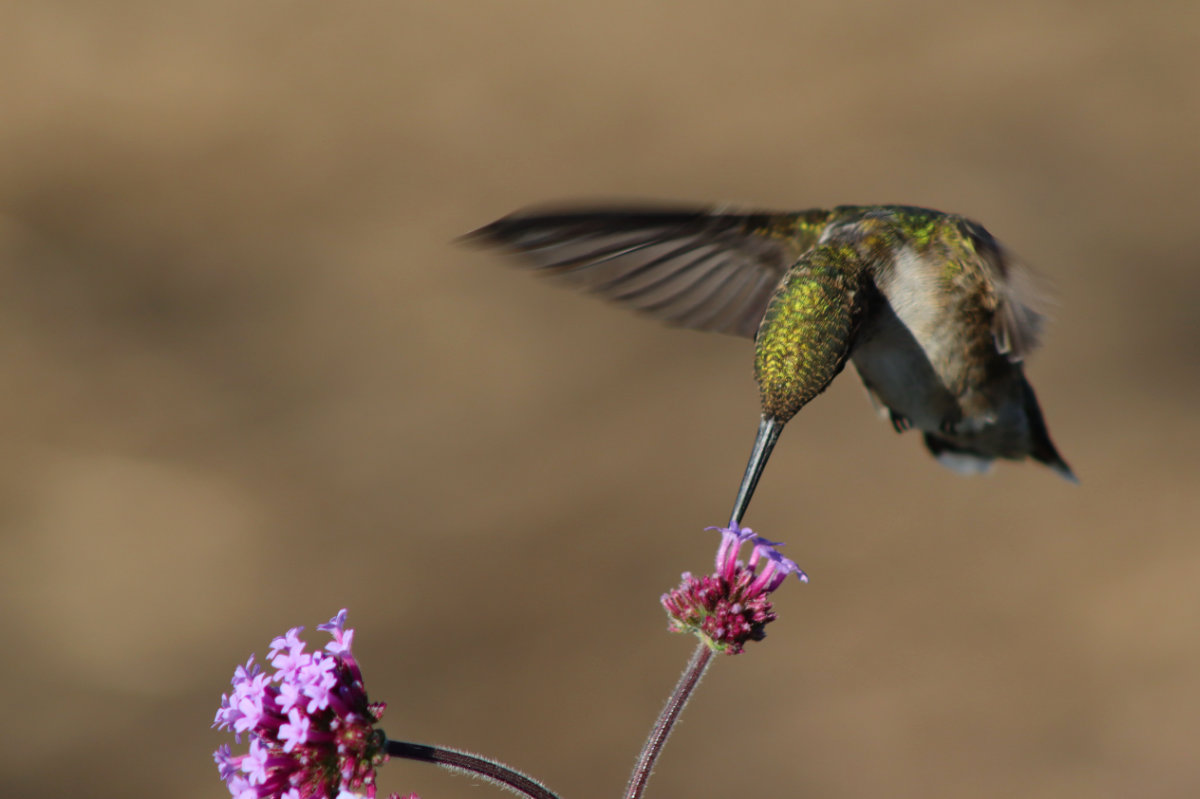 ruby throated hummingbird in verbena