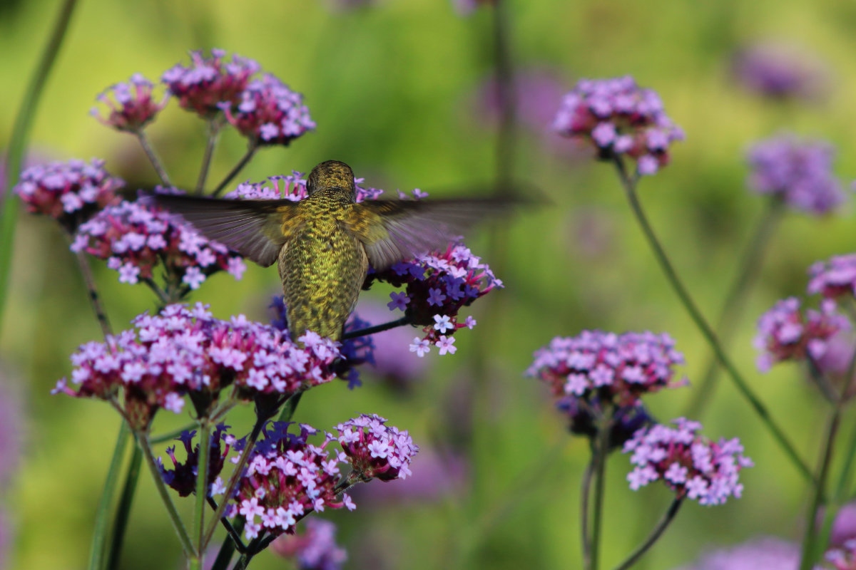 ruby throated hummingbird in verbena