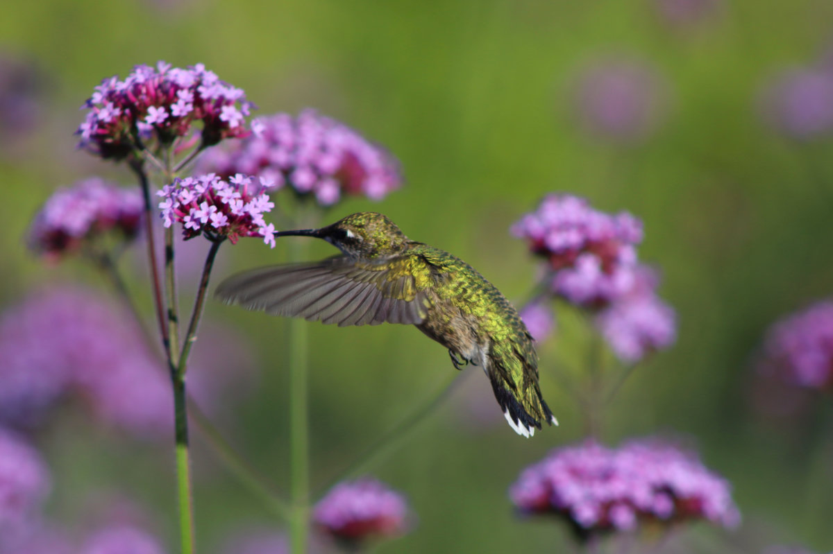 ruby throated hummingbird in verbena