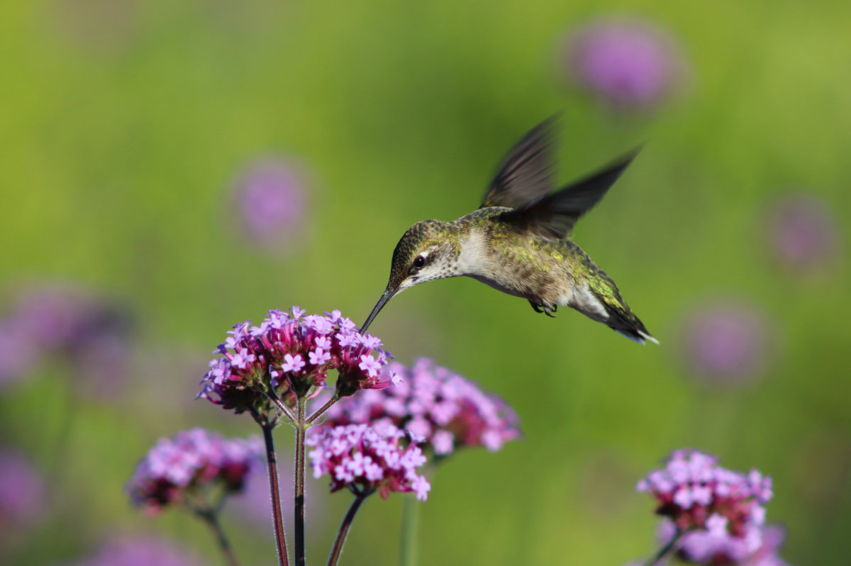 ruby throated hummingbird in verbena