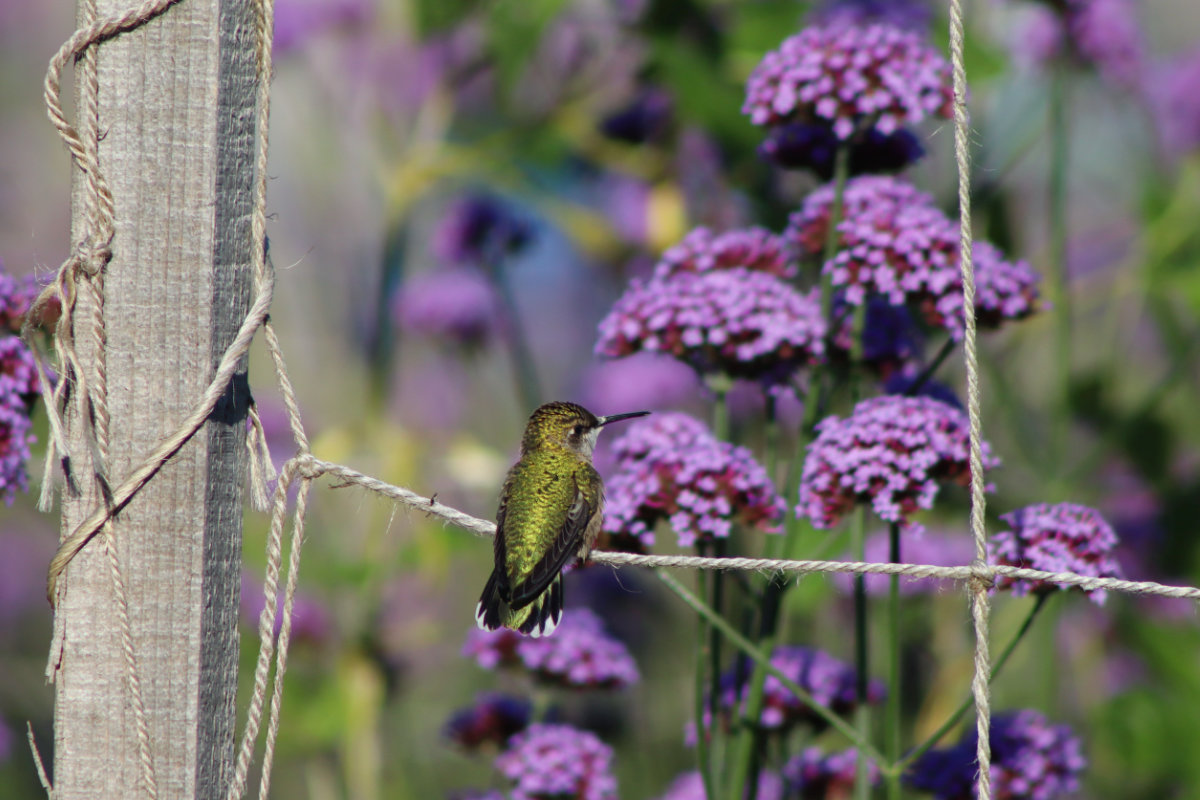 ruby throated hummingbird in verbena