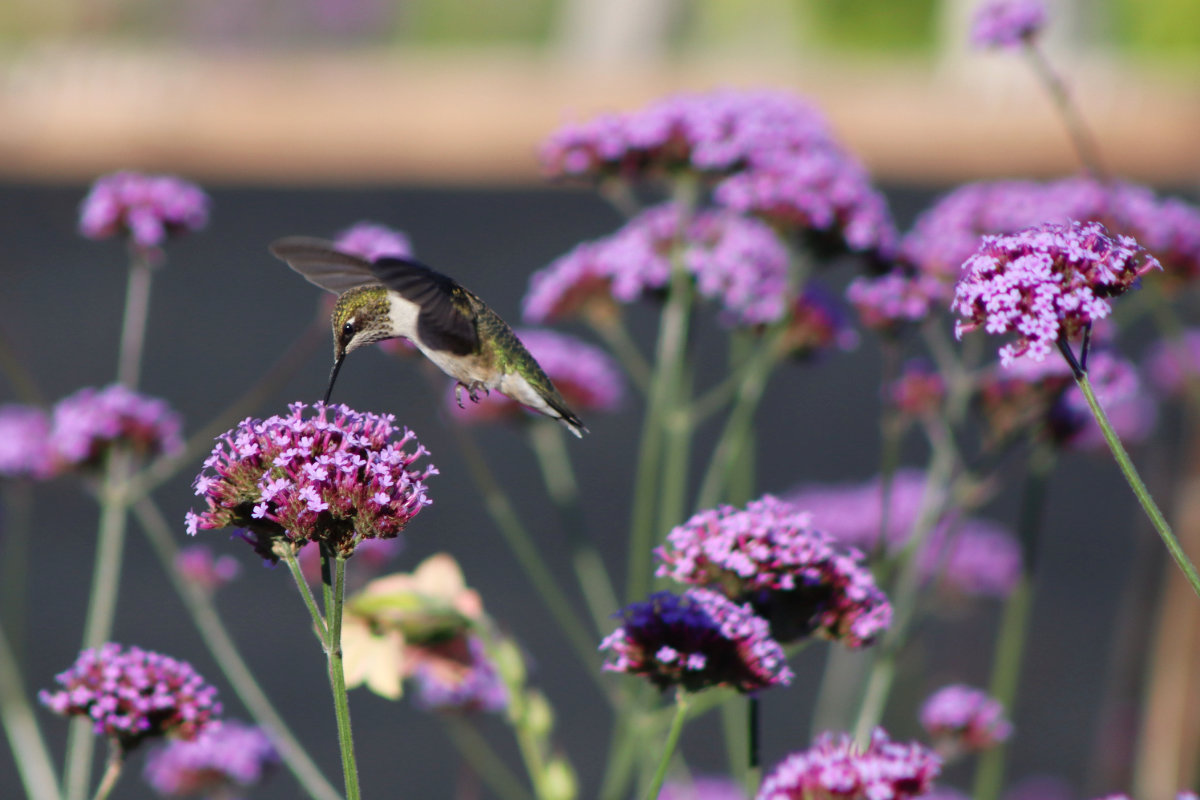 hummer in verbena