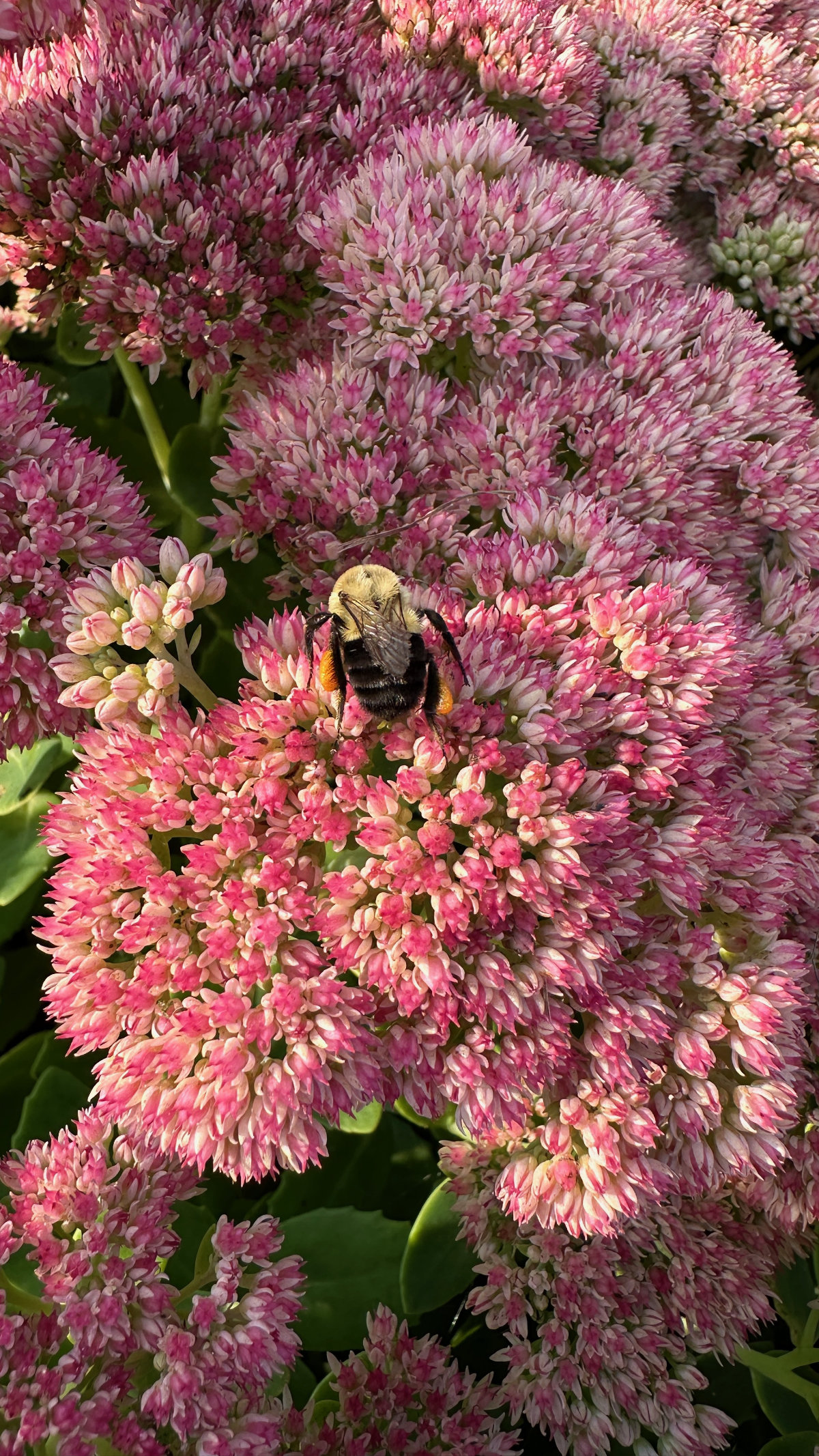 bee