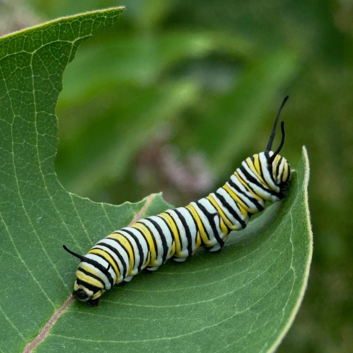 caterpillar