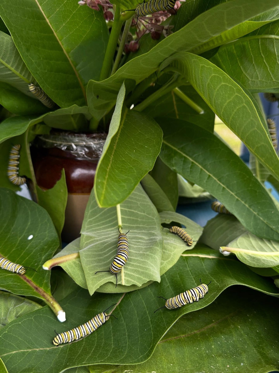 caterpillars