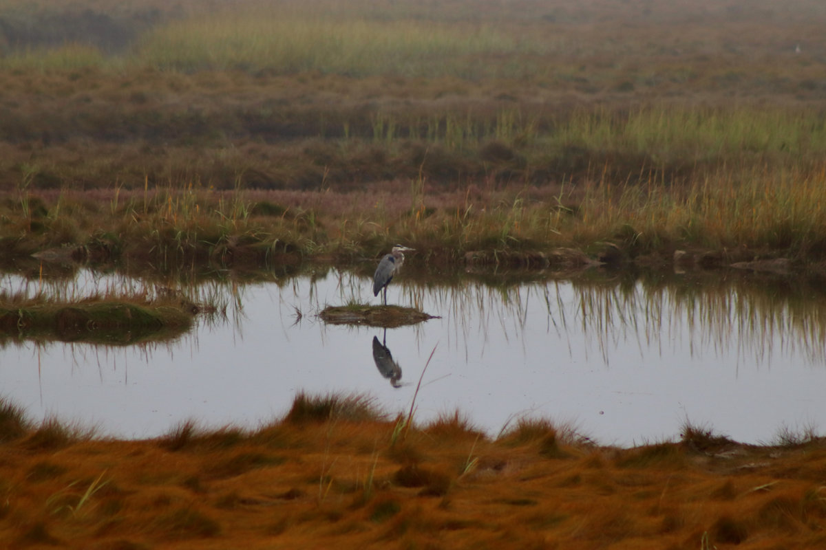 heron on the marsh