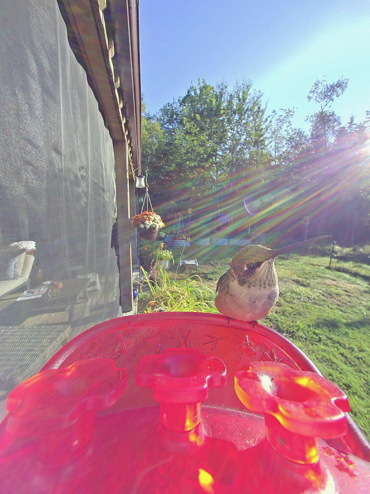 hummer in sunlight