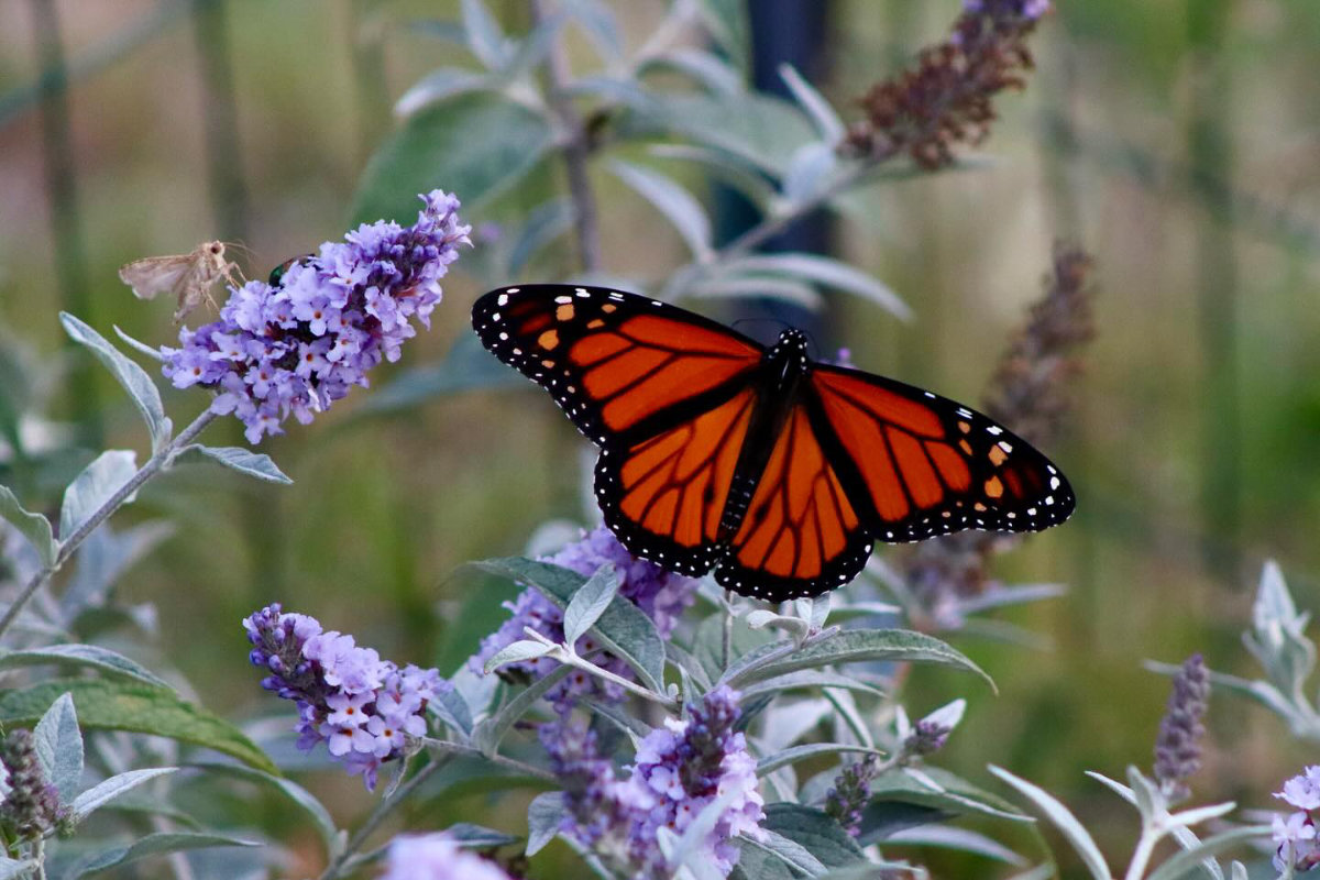 monarch and moth