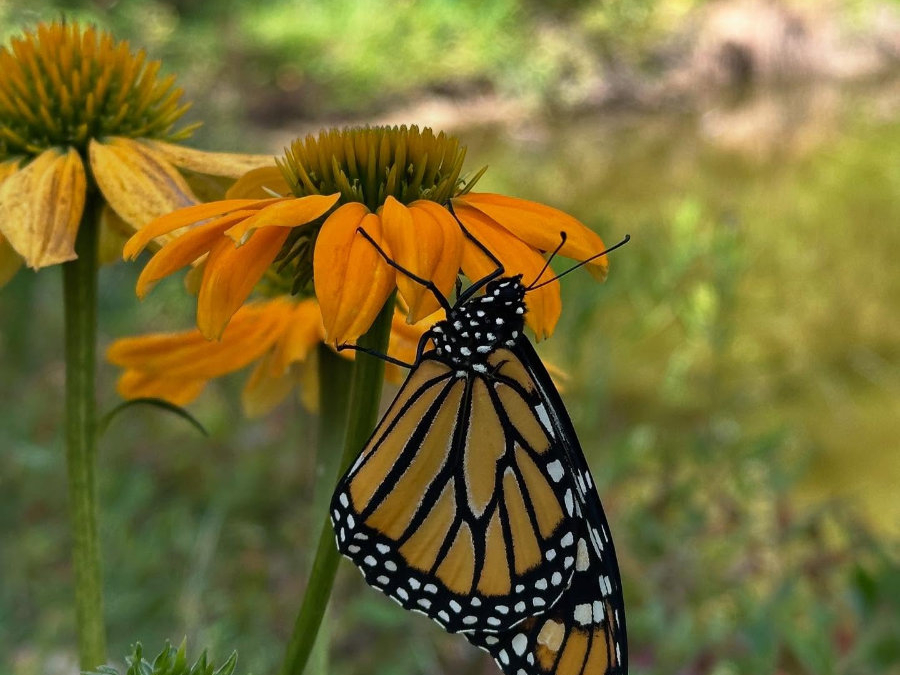 A Monarch Summer