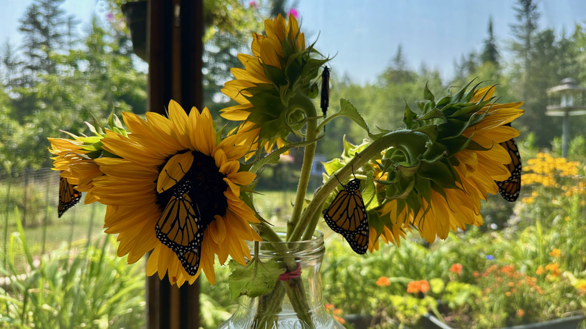 monarch sunflower
