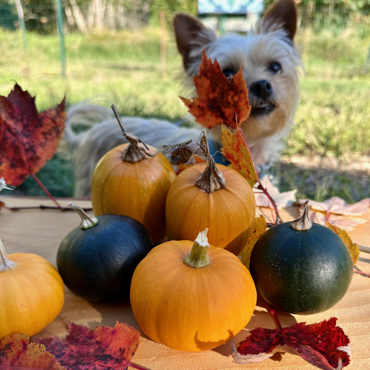 murph pumpkins