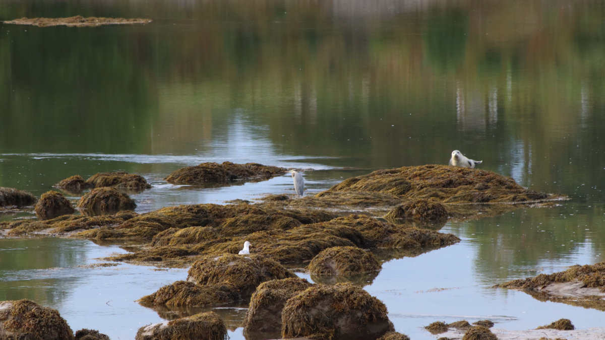 seal and heron on the narraguagus