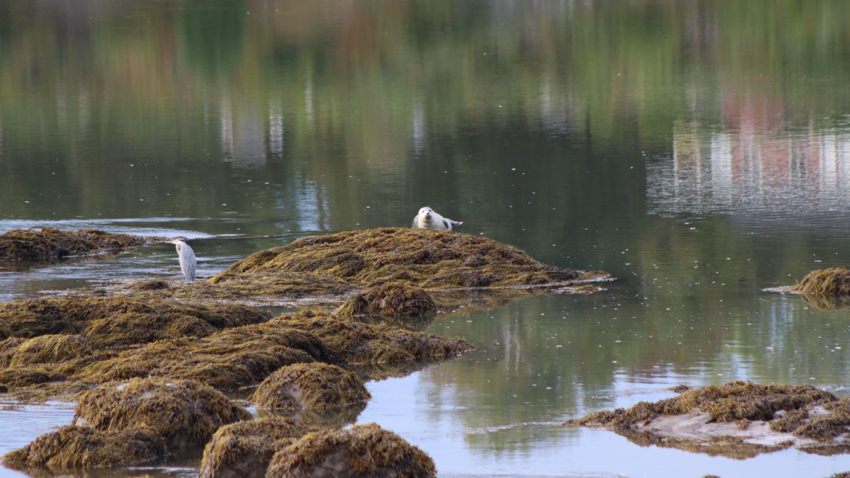 seal and heron on the narraguagus