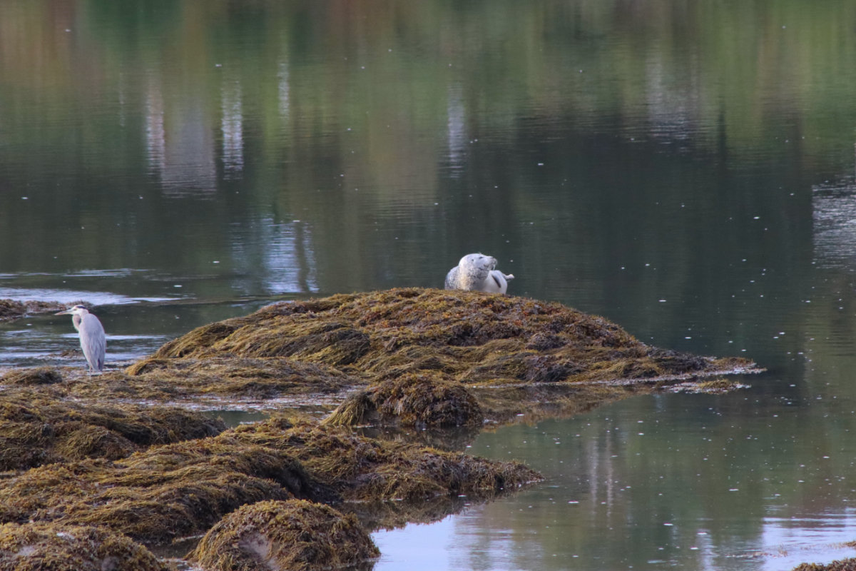 seal and heron on the narraguagus