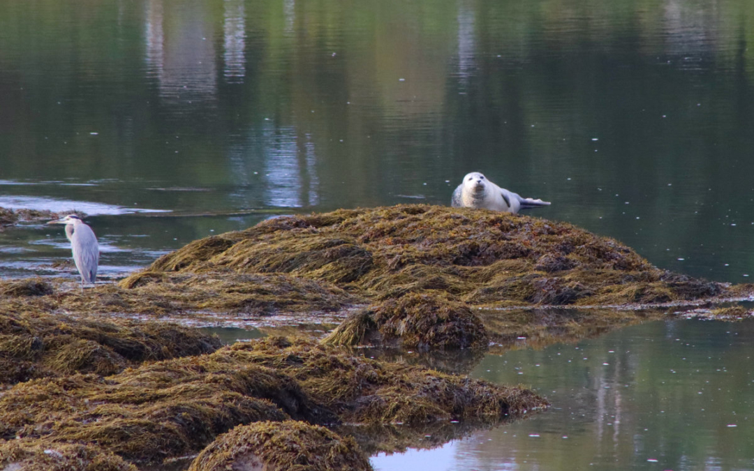 Neighborhood Seal
