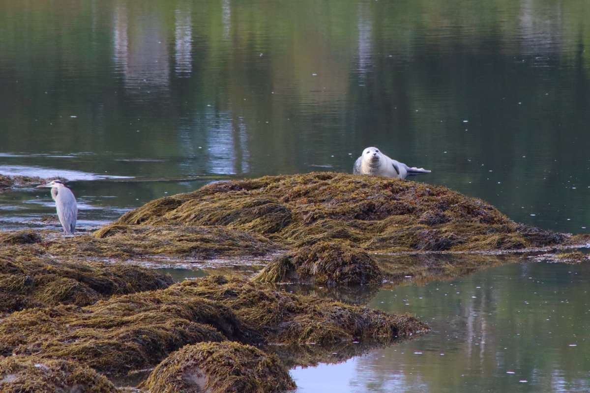 seal and heron on the narraguagus