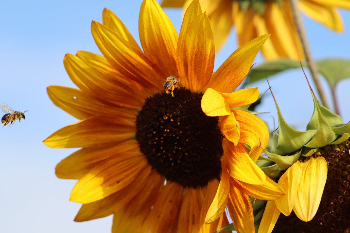 sunflowers