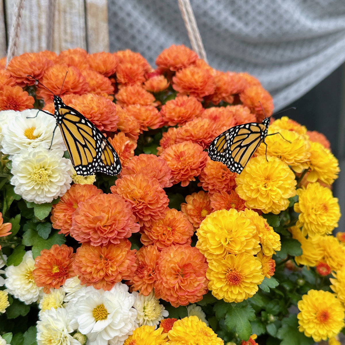 tow monarchs