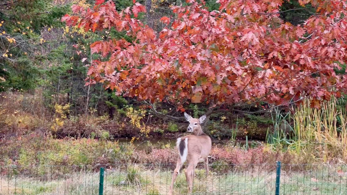 deer and oak tree