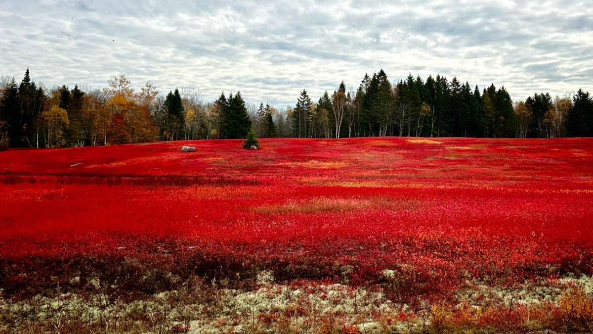 Route 1 Barrens