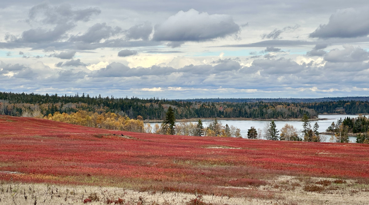 Mason Bay October Barrens