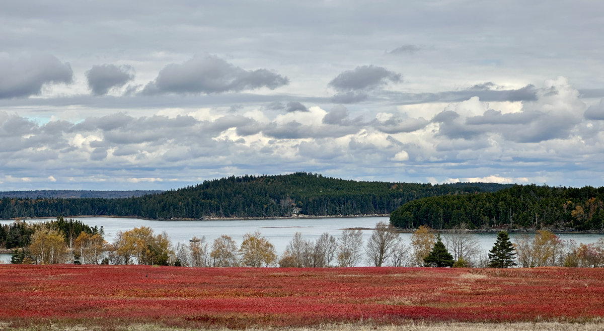 October Barrens at Mason Bay