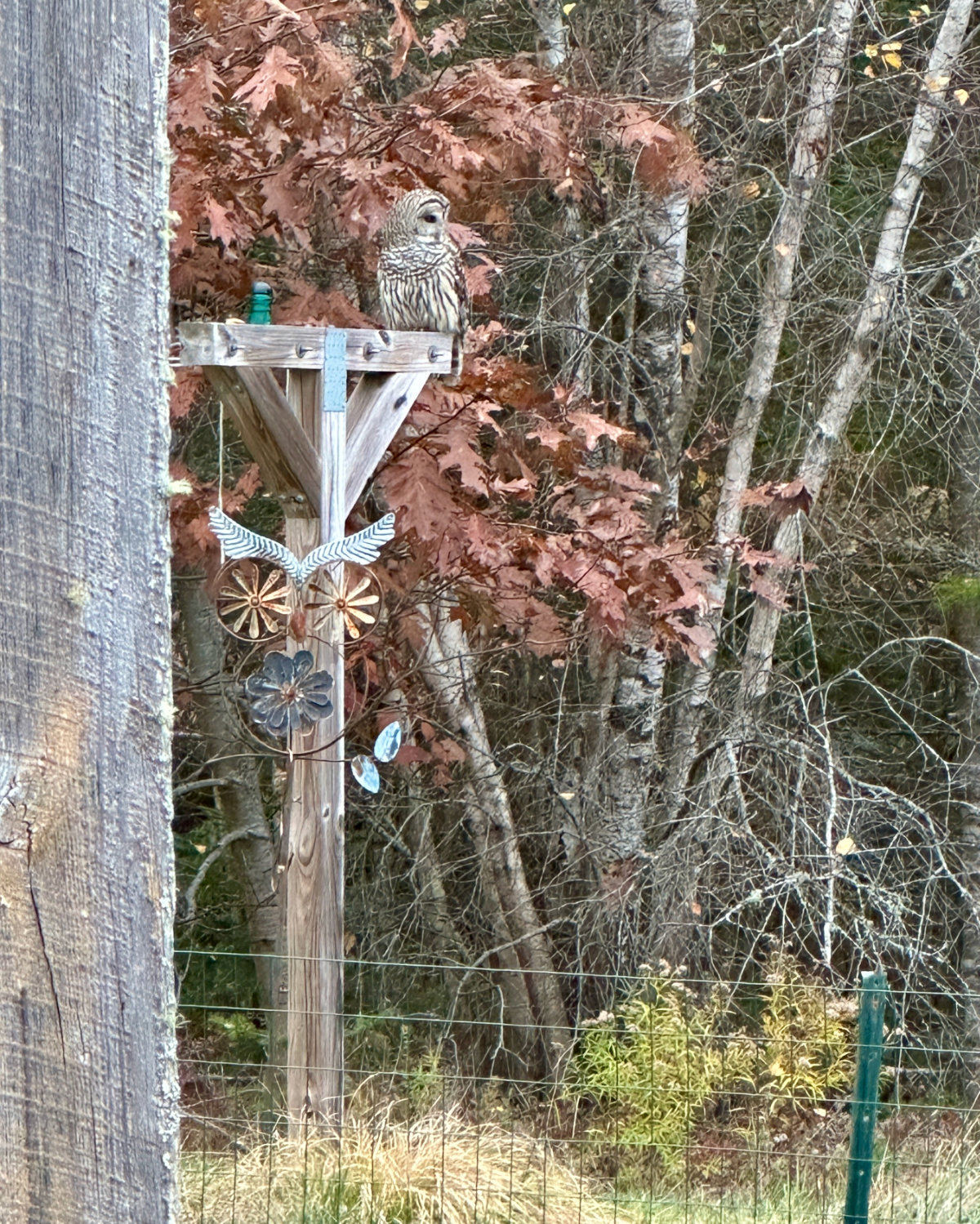 barred owl
