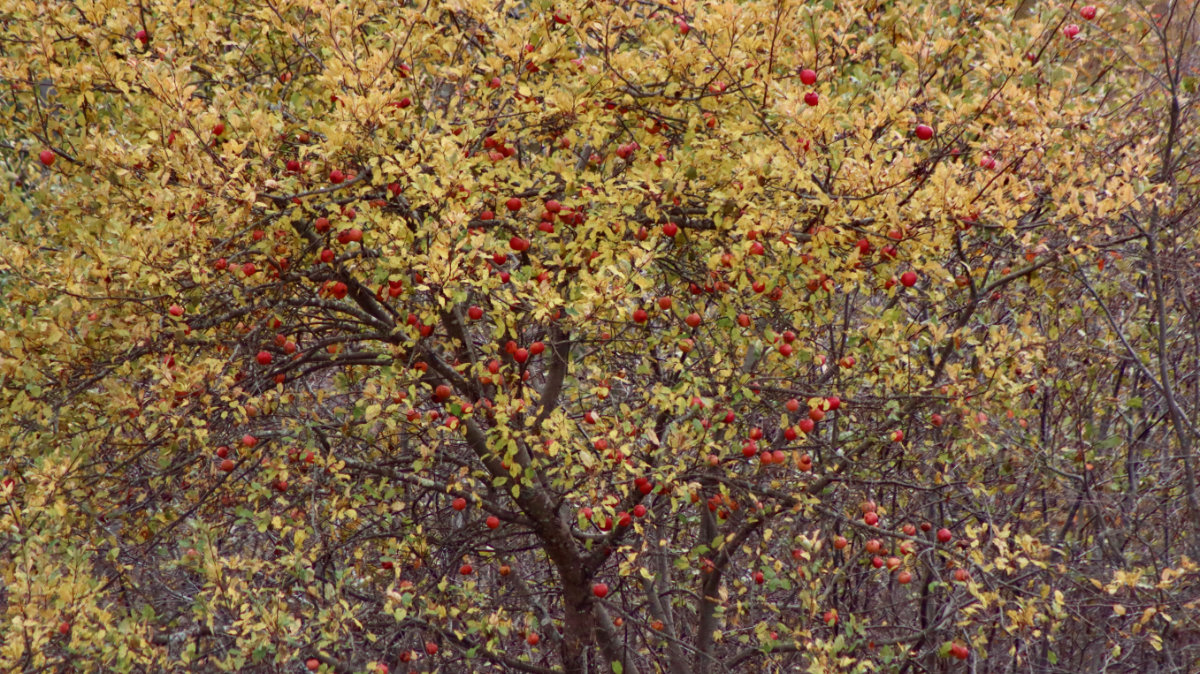 autumn apples