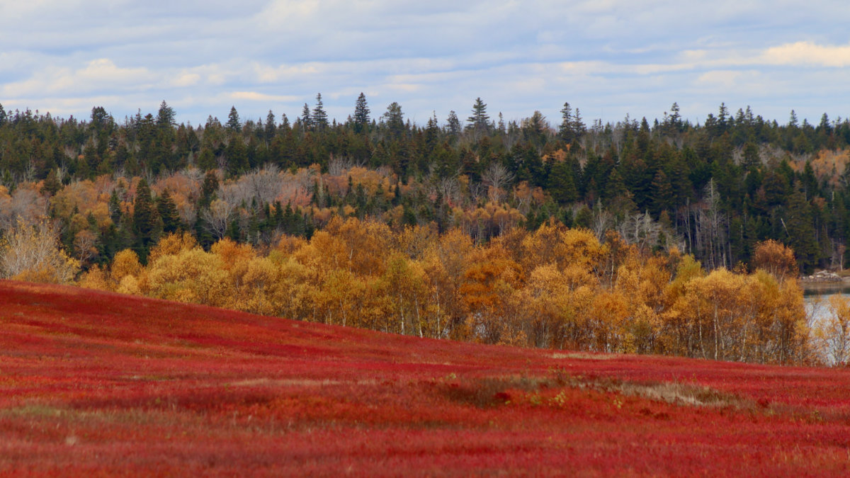 2025 october barrens